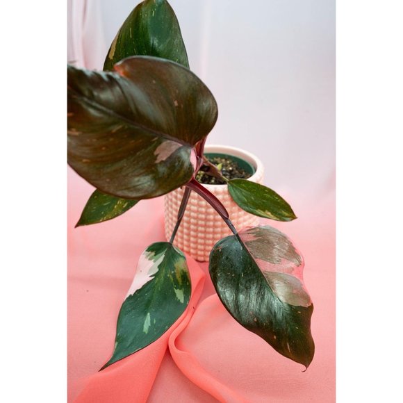 Pink Princess Philodendron 4" US Seller | RARE Pot - Picture 4 of 4